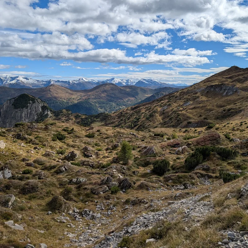 Nahaufnahme des Waldbodens